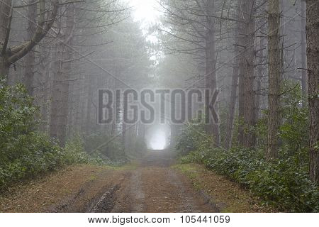 Amrum (germany) - Forest Path At Fog