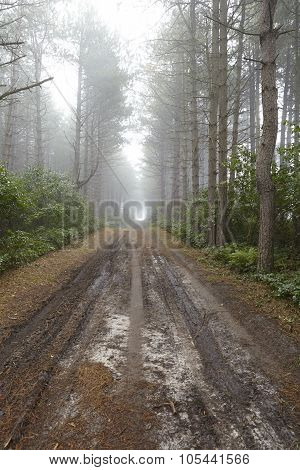 Amrum (germany) - Forest Path At Fog