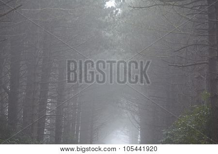 Amrum (germany) - Forest At Fog