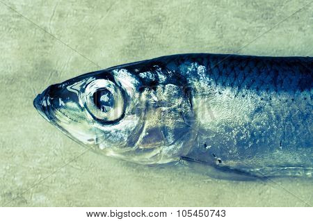 Sprat