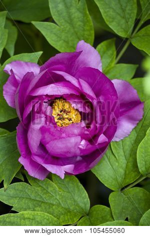 dark pink blooming peony in the foliage