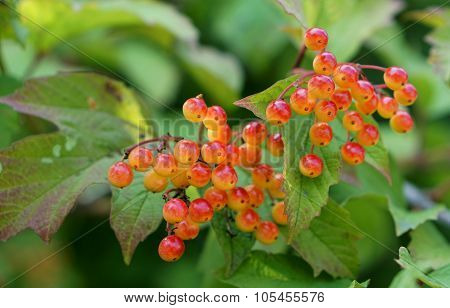 Guelder Rose (Viburnum Opulus) Berries In British Hedgerow