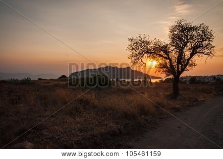 Tree Silhouette On Sunset Background, Aegina, Greece