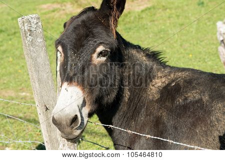 brown donkey resting his head on a fence