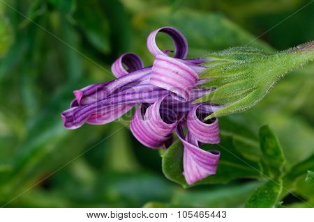 Purple flower.