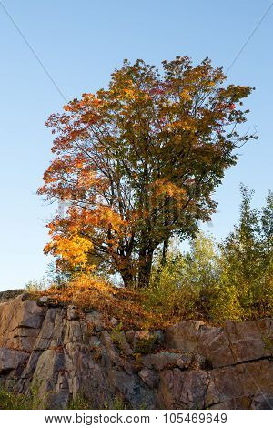 Maple on the rock