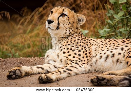 Cheeta Resting In A Shade