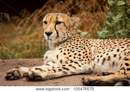 Cheeta Resting In A Shade