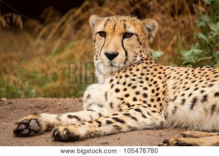 Cheeta Resting In A Shade