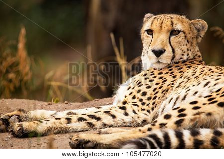 Cheeta Resting In A Shade