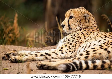 Cheeta Resting In A Shade