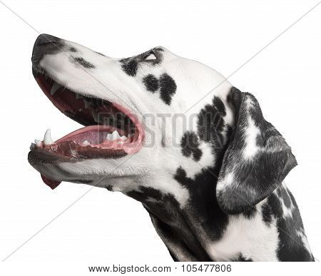 Dog Portrait Dalmatian Photo
