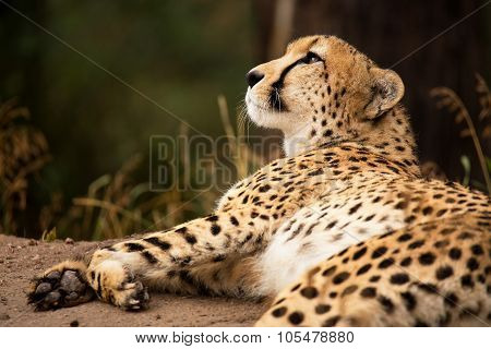Cheeta Resting In A Shade