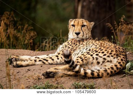Cheeta Resting In A Shade