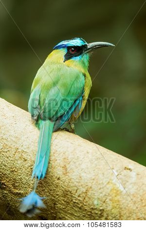Blue-crowned Motmot Sitting On A Tree