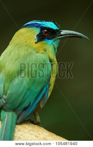 Blue-crowned Motmot Sitting On A Tree