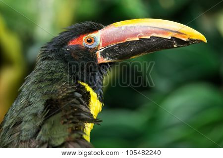 Portrait Of Green Aracari