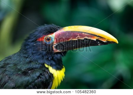 Portrait Of Green Aracari