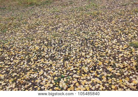 The Fallen-down Yellow Leaves.