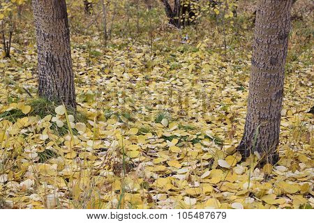The Fallen-down Yellow Poplar Leaves In The Wood.