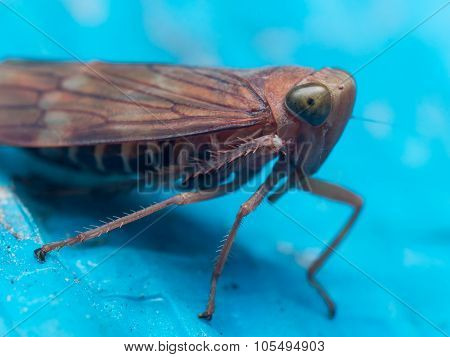 Brown Leaf Hopper With Green Spotted Eyes