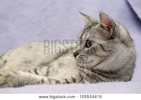 Cat portrait close up