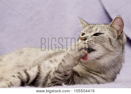 Cat portrait close up
