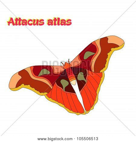 Butterfly attacus atlas vector illustration