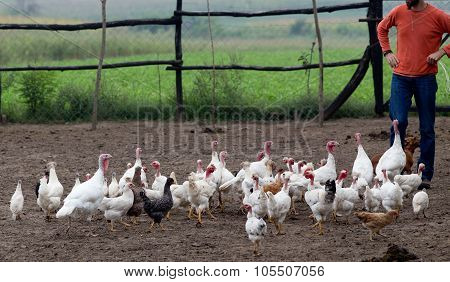 Poultry Countryside Farm