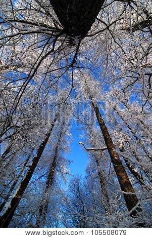Winter Forest