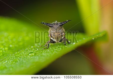 Treehopper Face to Face.