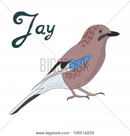 Bird jay vector illustration