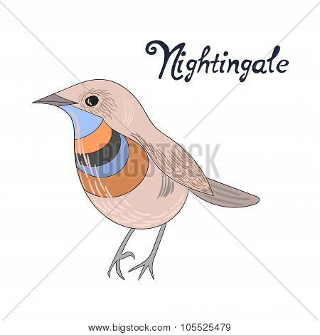 Bird nightingale vector illustration