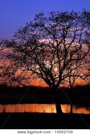 Sonnenuntergang und Baum