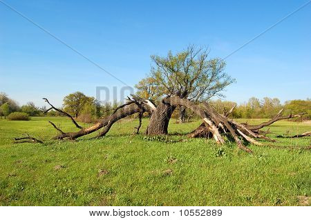 Baum vom Blitz defekt