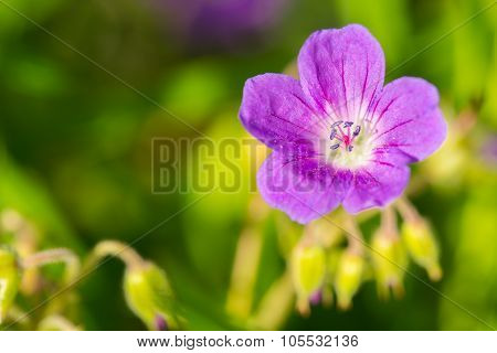 Purple cranesbill