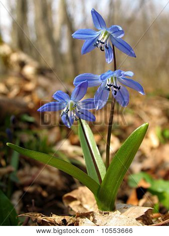 Flores, azules