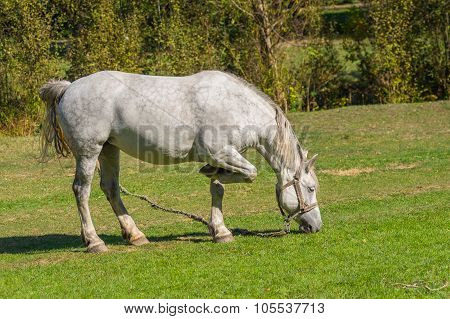 white horse grazing on a fall pasture