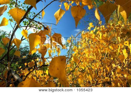 Blade og grene