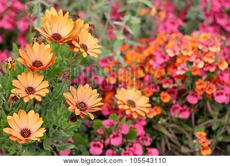 The orange Dorotheanthus growing in the colorful flower field