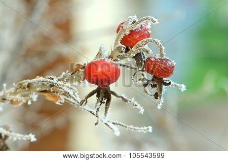 Red rose-hips macro in winter under frost in the cold