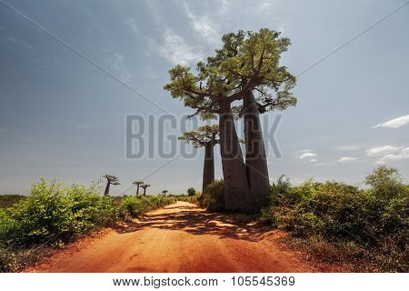 Baobab trees along the unpaved red road at sunny hot day. Madagascar