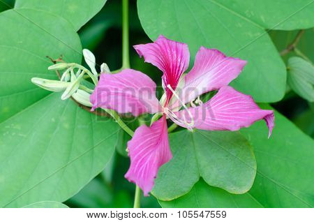 Hong Kong Orchid Flower With A Green Leave