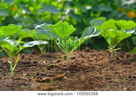 Vegetable