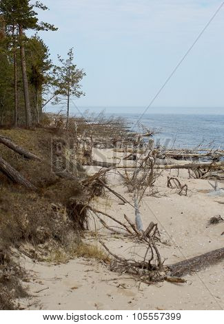 Old Trees Laying At The Seashore In Latvia