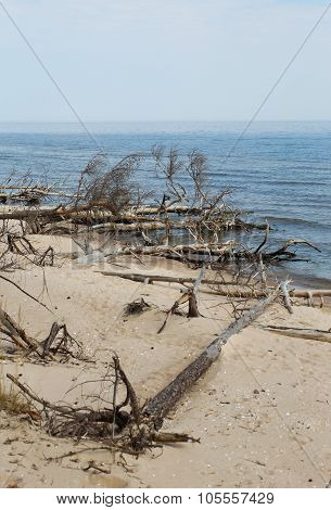 Old Trees Laying At The Seashore In Latvia