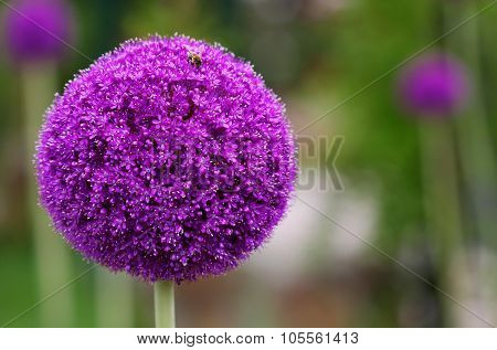 The Bright Round Alium Flower Macro Shot