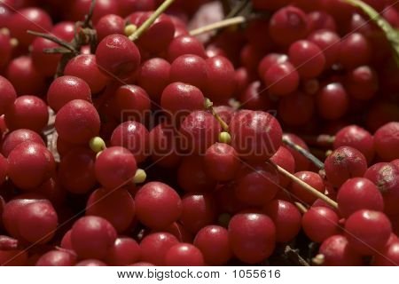 Schizandra