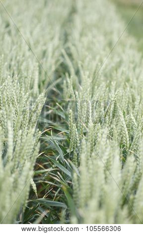 The field with bright growing green whest