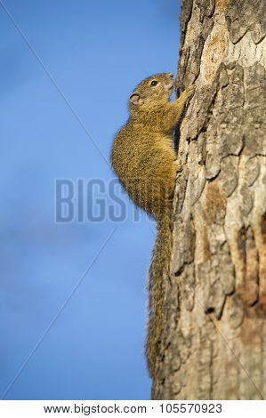 Tree Squirrel Sitting On The Side Of Dry Trunk